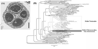 Genomic Features for Desiccation Tolerance and Sugar Biosynthesis in the Extremophile Gloeocapsopsis sp. UTEX B3054